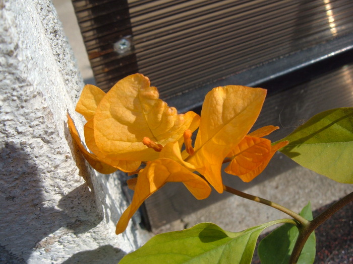 bouga portocalie-detaliu - bougainvillea