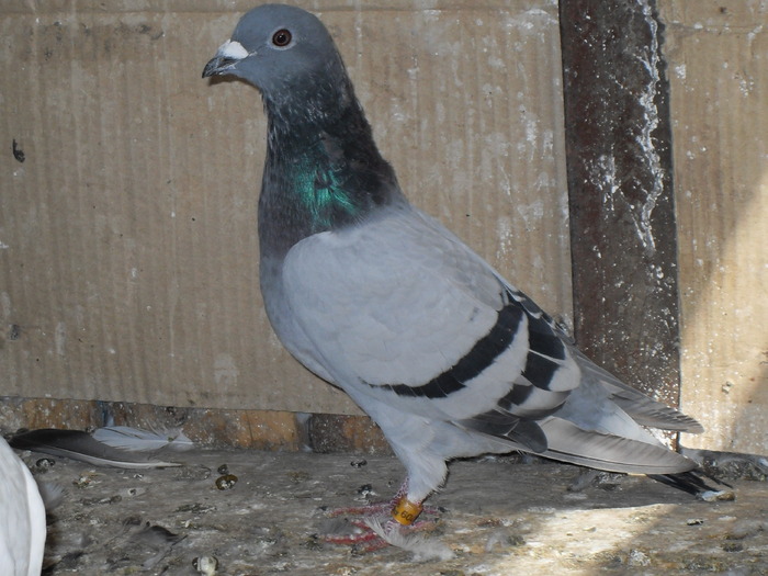 SDC11063 - porumbei voiajori