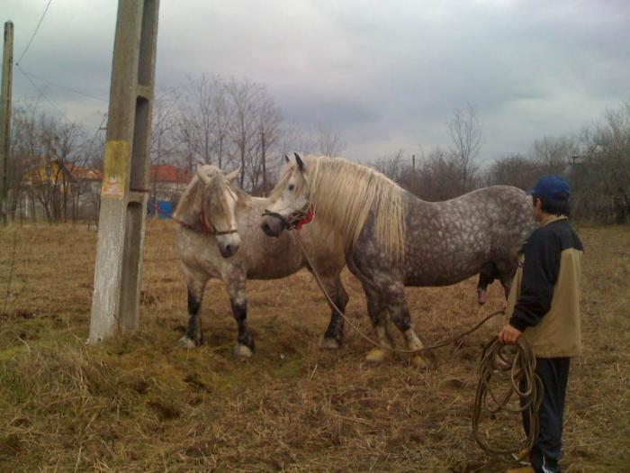 Percheron - Cai de rasa Percheron