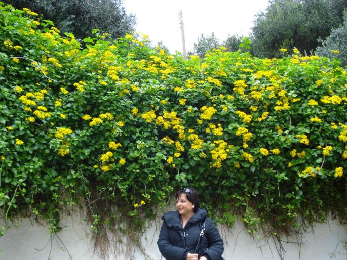 180 - Manastirea Fecioarei Maria - 2008 REVELION CORFU