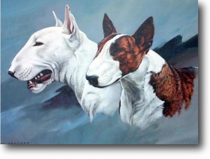 English Bull Terrier1 - NET grafica caini