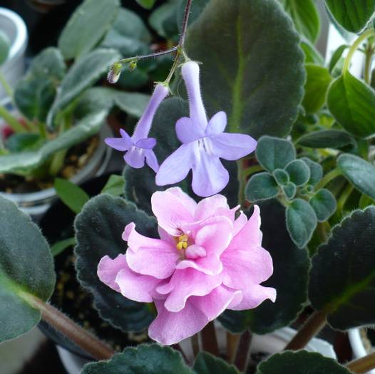 P1090596 - STREPTOCARPUSI