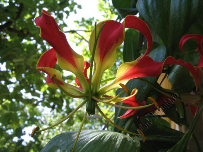 Gloriosa rosu2 - Gloriosa