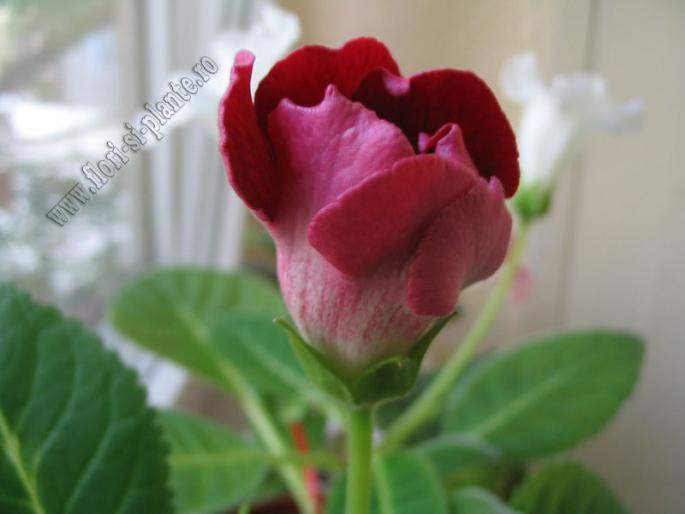 Gloxinia grena 1 - GLOXINIA _ SINNINGIA