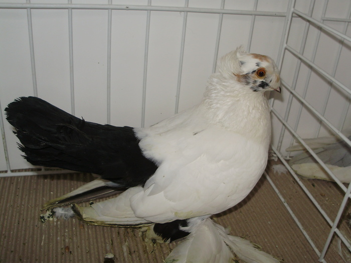 bucovina 13 - 1509 rom juc 1