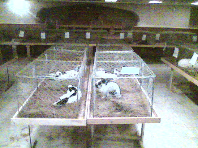 Imag088 - EXPO SATU MARE 2009