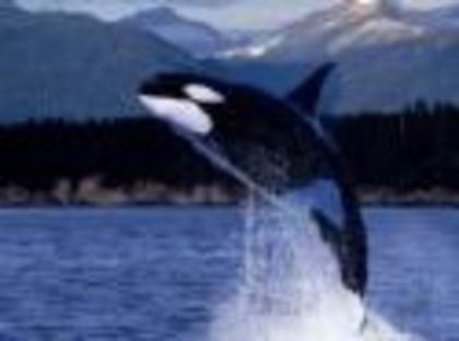 balena ucigasa - BALENA UCIGASA SAU ORCA
