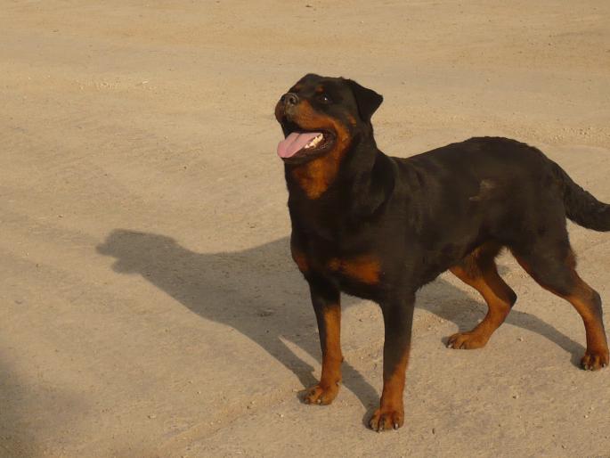 TYRA V HAUSE ONUL - CAINI-ROTTWEILER-FEMELA-Tyra v hause onul