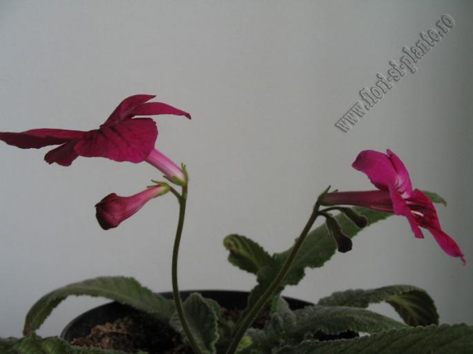 Streptocarpus southshore 3 - Streptocarpus