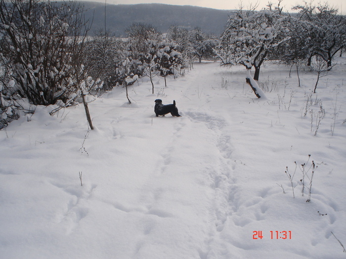 DSC08730 - Bella ianuarie 2010