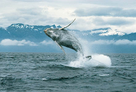 balena%20albastra - balene