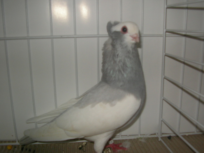 SANY0138 - poze expo 2009