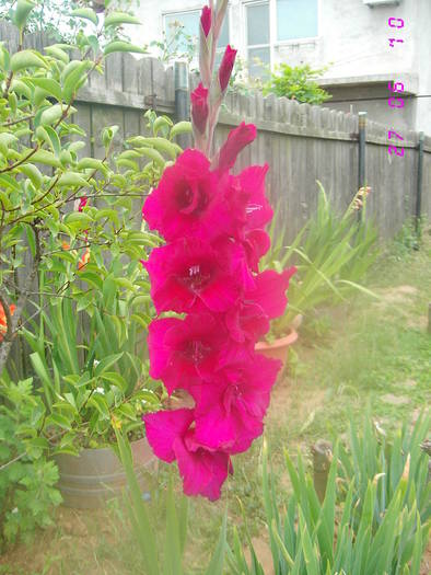  - Gladiole