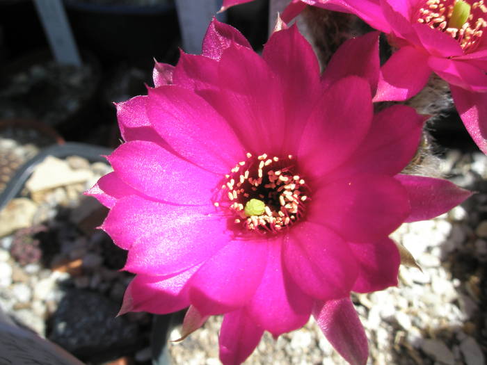 Chamalobivia cv. Zafira - floare - Chamaelobivia