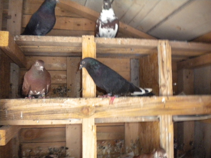 Picture 153 - Raicu 1