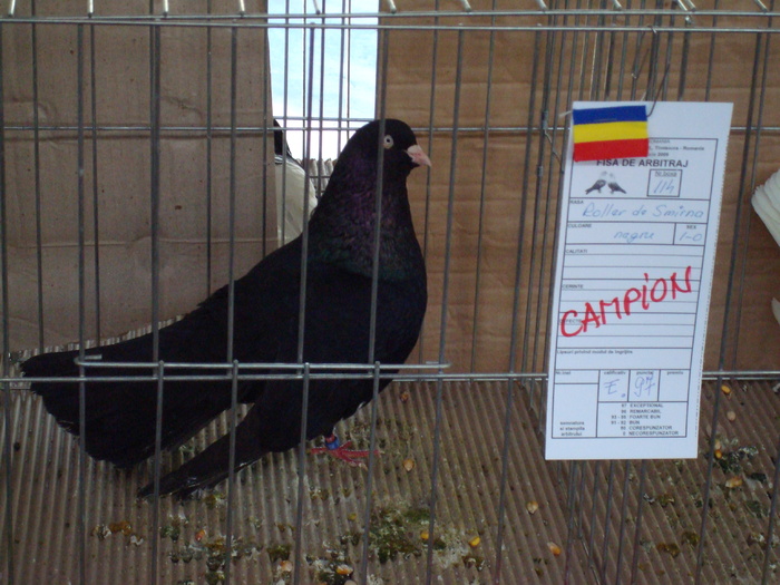 DSC04905 - Campioni de toate rasele la Expo Fauna Banatului 2009 Timisoara