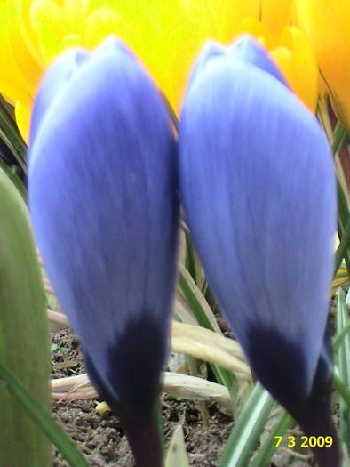 DSC00250 - crocus - branduse