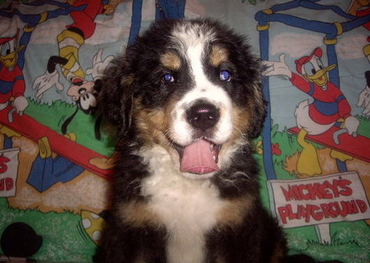 Ciobanesc de Berna; catel mascul 2 luni nascut 31.12.08.plecat Constanta
