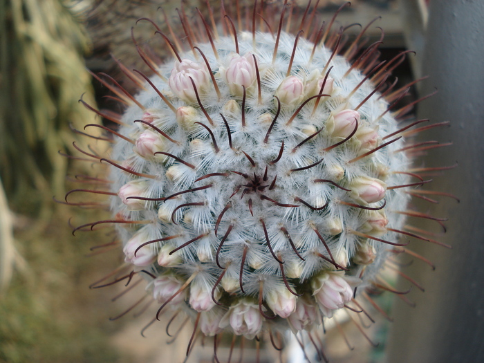 Mammillaria  perezdelarosae