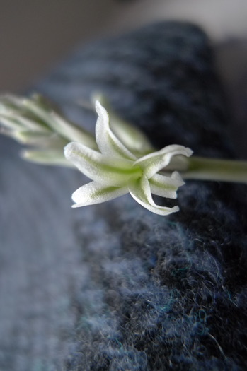 Haworthia - floare - Haworthia - Gasteria