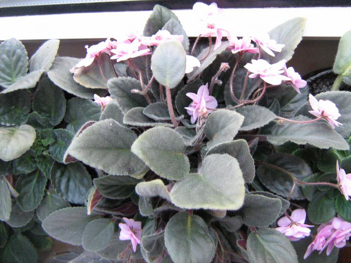 IMG_1993 - floricele