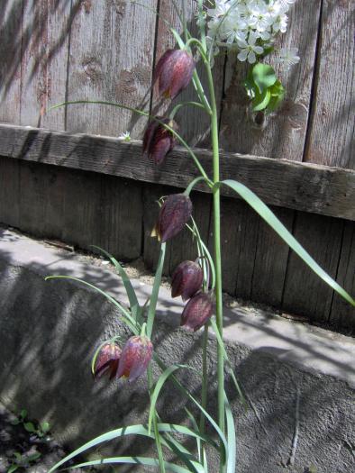 lalea pestrita - flori din gradina primavara 2008