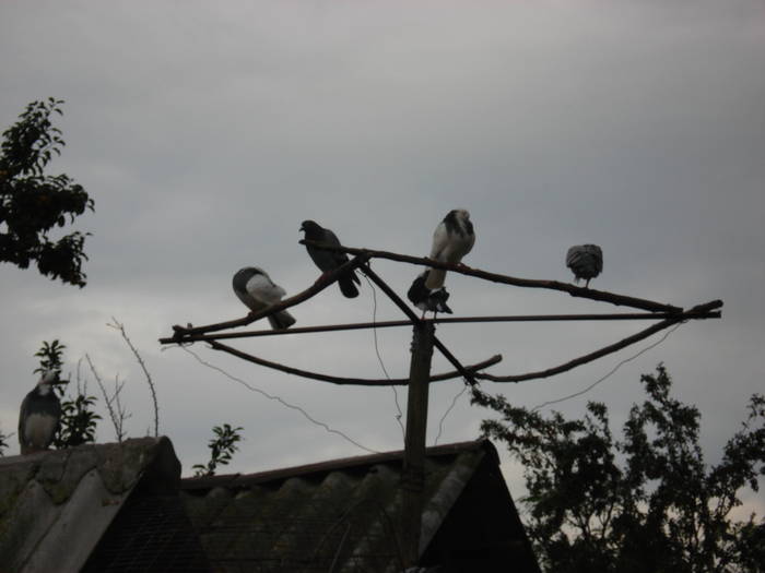 DSC09634 - ANIMALUTELE MELE