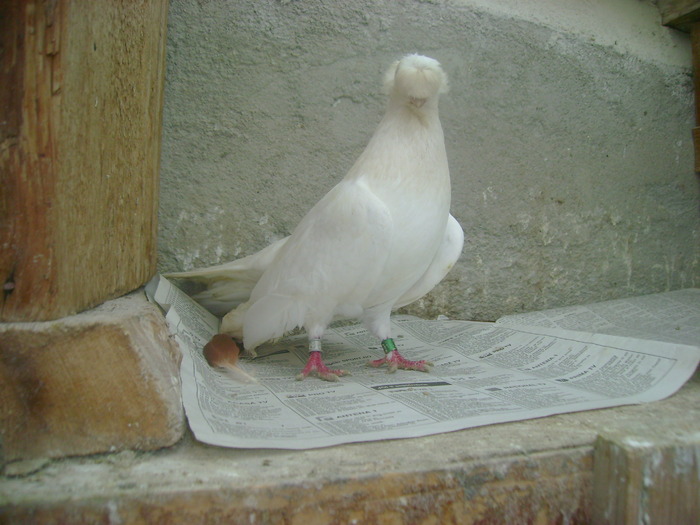 pozedecembrie 2009 152 - poze decembrie 2009