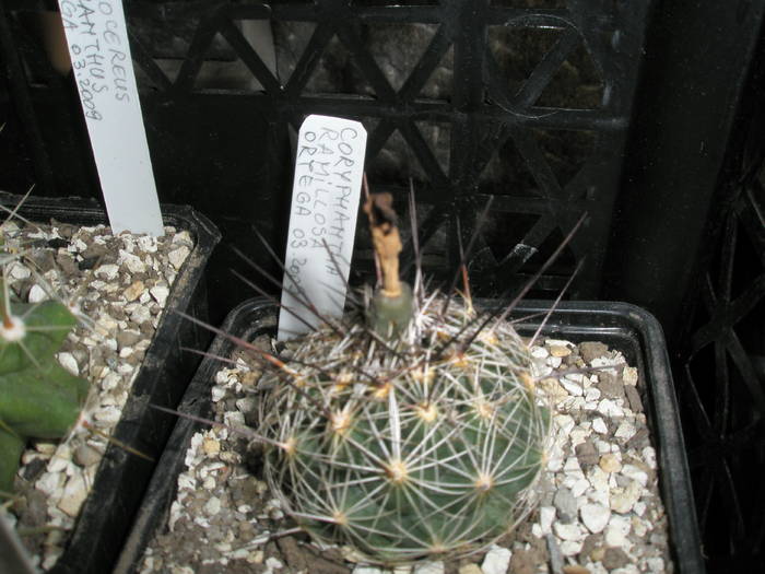Coryphantha ramillosa - FRUCTE de cactusi si suculente