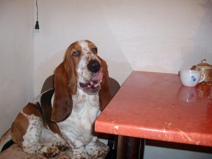 DID HE GET SOMETHING YUMMY; Se linge pe botic. Sigur a primit ceva bun.
