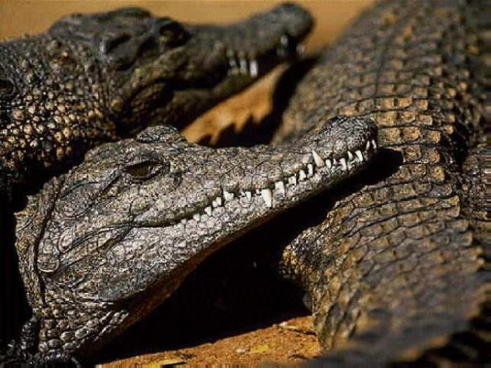 NELMYYPXPWLLMMEAAEF[1]