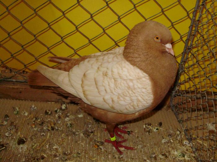 07263 modenezg 0