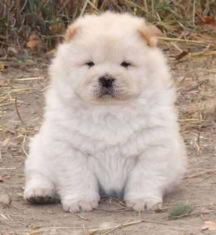 CHWF1 - Concurss 9 dog CHOW-CHOW PUDDY