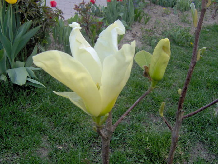 20.04.2009 magnolia galbena