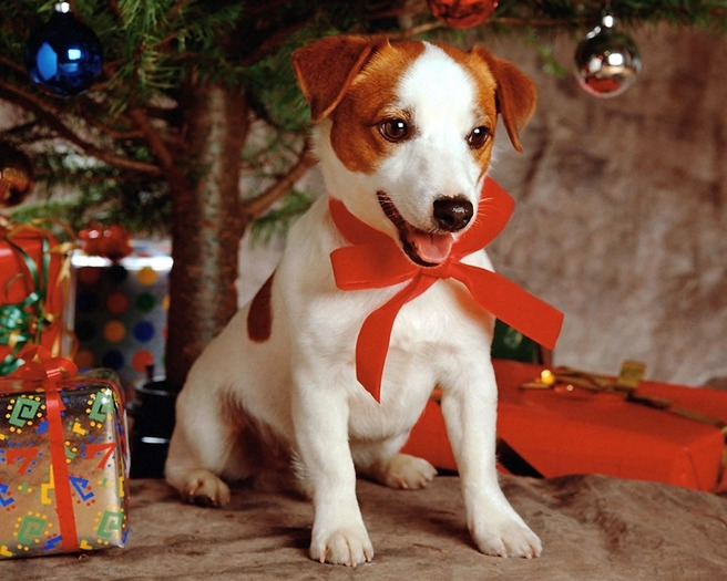 Christmas Wallpapers (291)