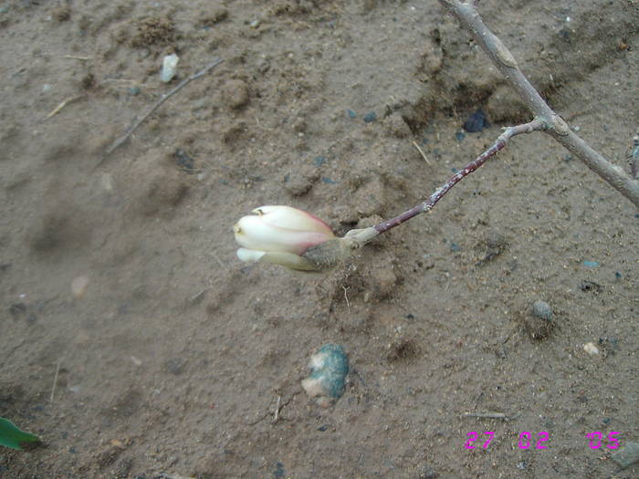 Mugur de magnolie - Flori de Primavara