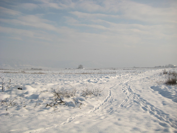 IMG_0050 (2) - Stupina personala in 2009