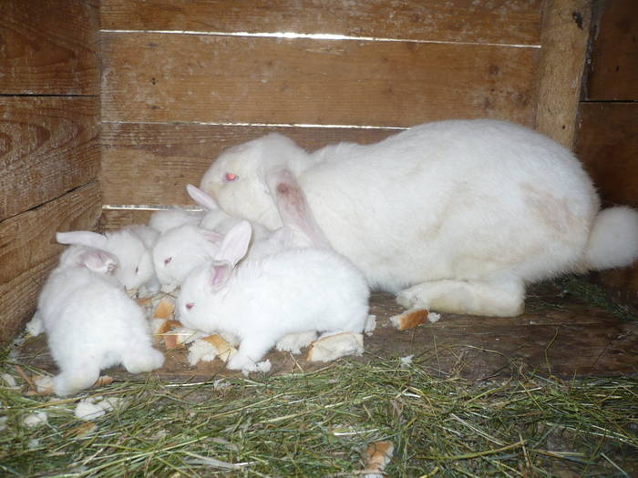 poze iepuri 2504 548 - femele cu pui din 1-10 iunie actuali