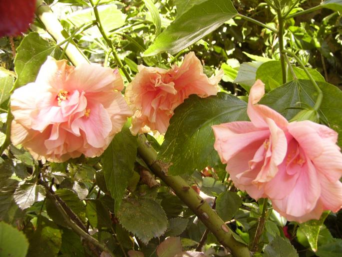 Hibiscus rosa sinensis - Hibiscus