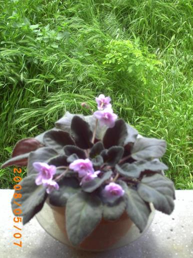 violeta roz - florile mele-2008-martie