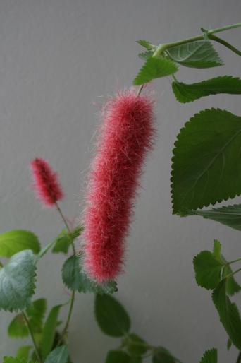 acalipha reptans; fam. euphorbiaceae
