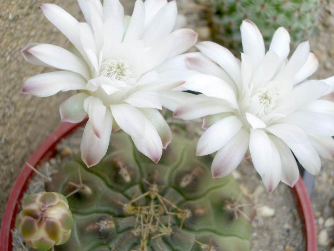 Gymnocalycium anisitsii - Gymnocalycium