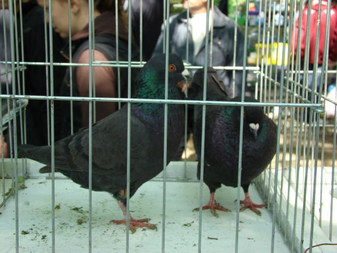 DSC00380