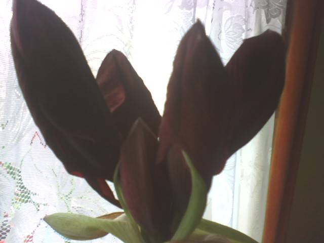 IMG_0150; Hipeastrum Benfica
