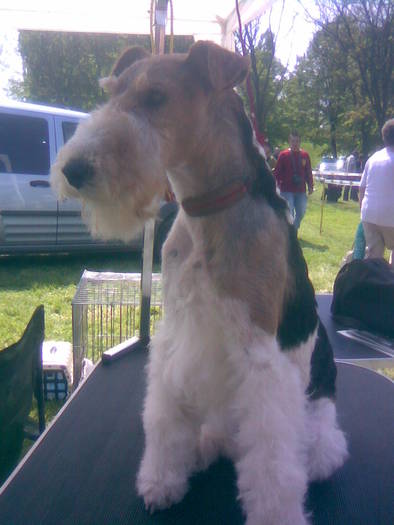 fox terrier sarmos (2)