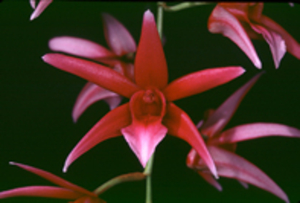 orhidee 4 - Natura