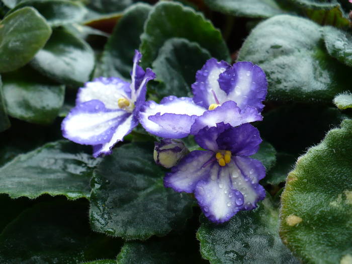 P1130630 - Saintpaulia - violete de camera