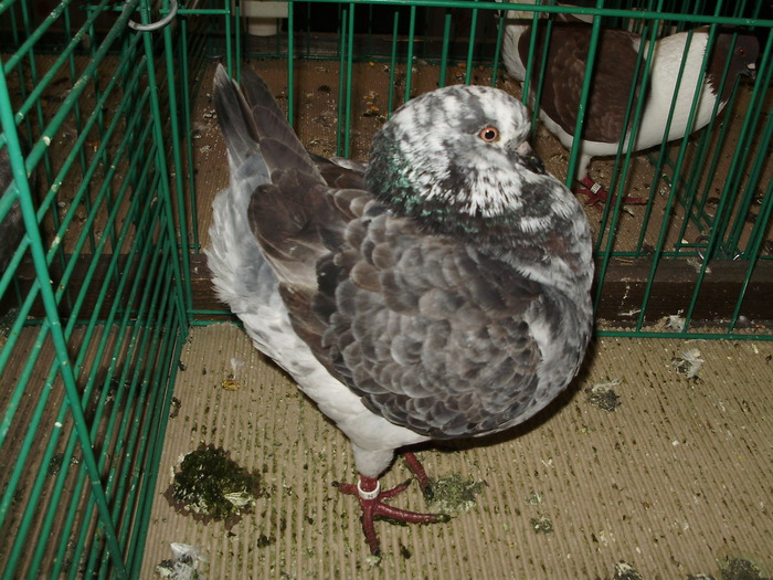 7277 k 1 - 1507 partea 2