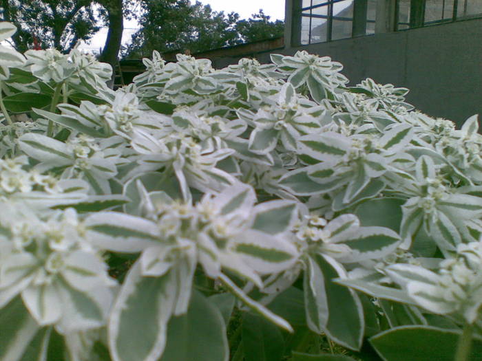 frumoasa - plantute de afara