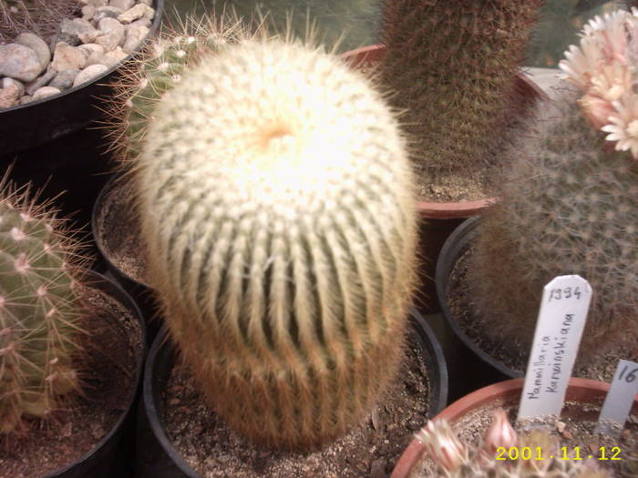68-Eriocactus leninghausi - cactusi